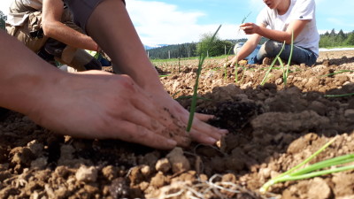 Farmship VIU Many Hands transplanting 5