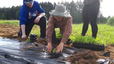 Farmship VIU Many hands transplanting 2