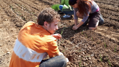 Farmship VIU Many hands transplanting 8